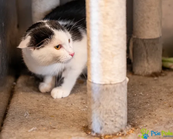 Kot do adopcji, Racławice, 4 sierpnia 2025 (3/5)