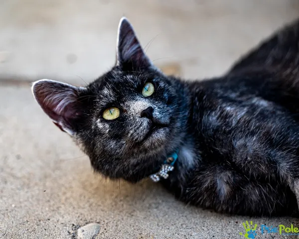 Kot do adopcji, Racławice, 30 lipca 2025 (2/5)