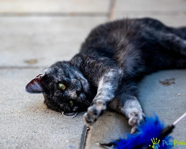 Kot do adopcji, Racławice, 30 lipca 2025 (4/5)