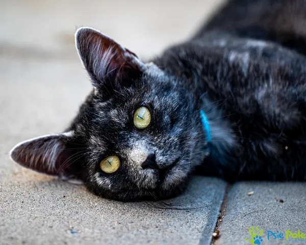 Kot do adopcji, Racławice, 30 lipca 2025 (5/5)