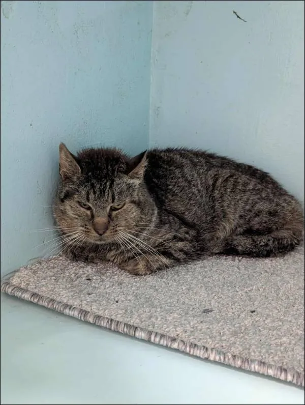 Znaleziono kota, Grudziądz, 5 sierpnia 2025