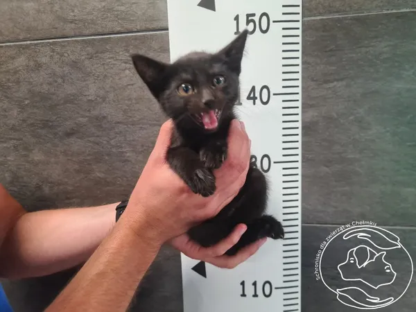 Znaleziono kota, Chełmek, 5 sierpnia 2025