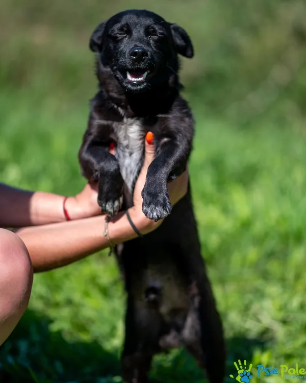 Znaleziono psa, Racławice, 1 sierpnia 2025 (1/5)