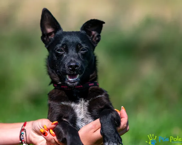 Znaleziono psa, Racławice, 1 sierpnia 2025 (2/5)