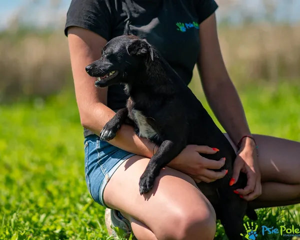 Znaleziono psa, Racławice, 1 sierpnia 2025 (4/5)