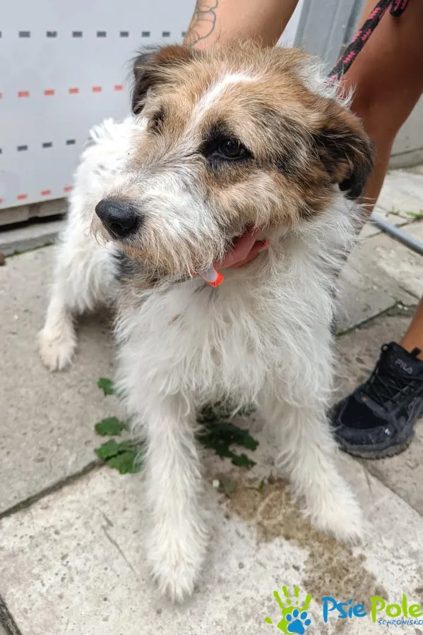 Znaleziono psa, Racławice, 30 lipca 2025 (1/3)