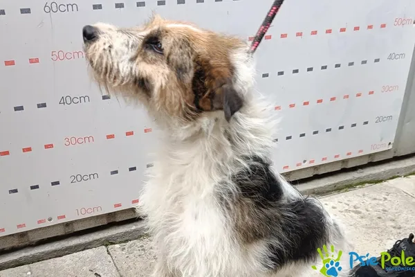 Znaleziono psa, Racławice, 30 lipca 2025 (2/3)