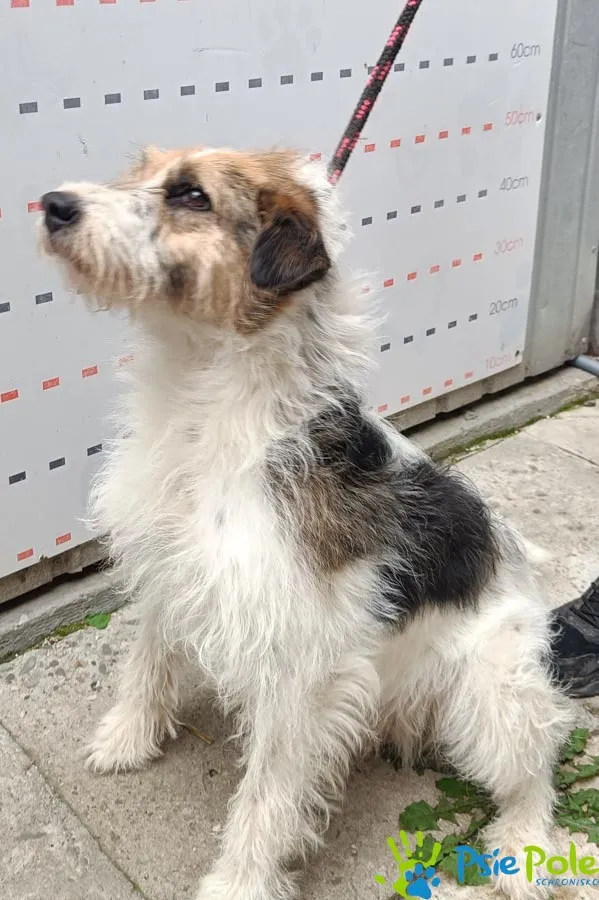 Znaleziono psa, Racławice, 30 lipca 2025 (3/3)