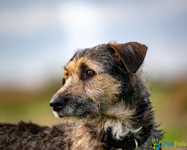 Znaleziono psa, Racławice, 30 lipca 2025 (1/5)