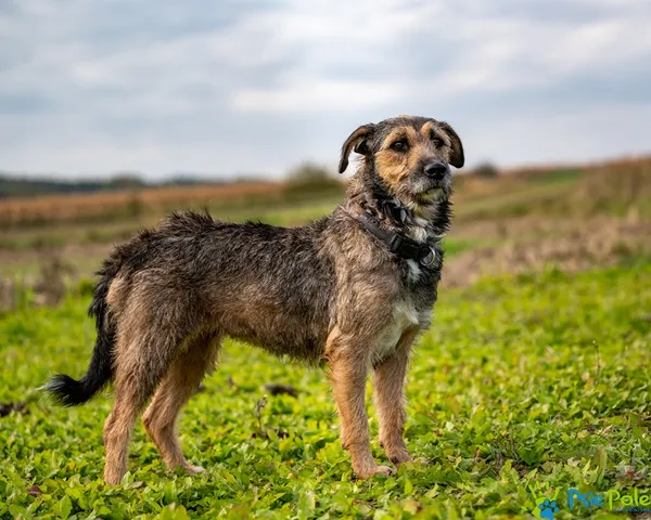 Znaleziono psa, Racławice, 30 lipca 2025 (3/5)