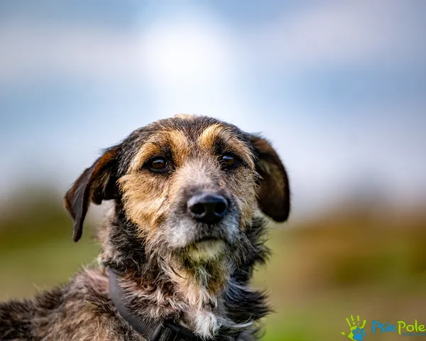 Znaleziono psa, Racławice, 30 lipca 2025 (4/5)