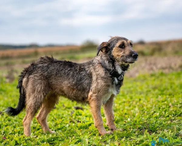 Znaleziono psa, Racławice, 30 lipca 2025 (5/5)