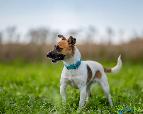 Znaleziono psa, Racławice, 29 lipca 2025 (2/5)