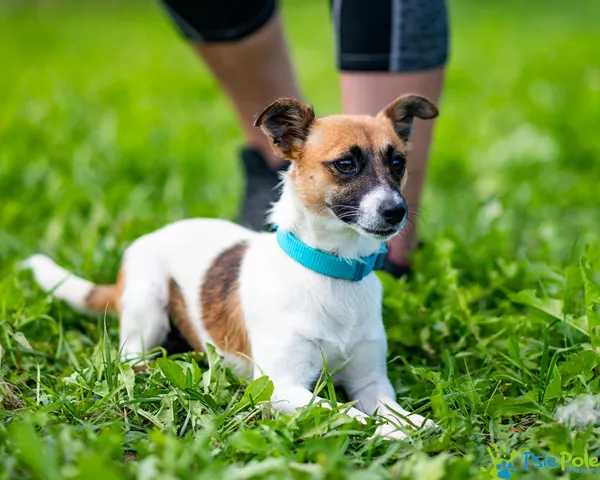 Znaleziono psa, Racławice, 29 lipca 2025 (3/5)