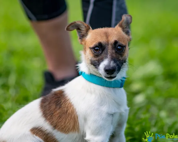 Znaleziono psa, Racławice, 29 lipca 2025 (5/5)