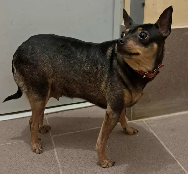 Pies do adopcji, Olsztyn, 16 lipca 2025