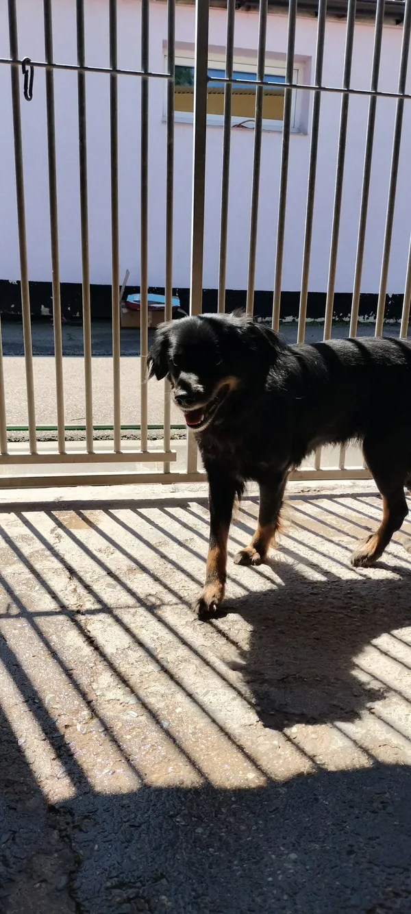 Znaleziono psa, Sosnowiec, 5 sierpnia 2025 (3/3)