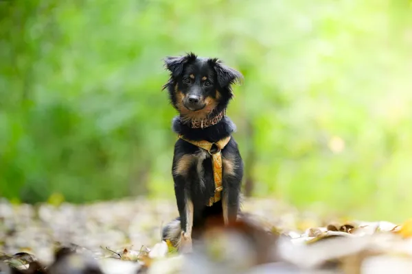 Znaleziono psa, Sosnowiec, 3 sierpnia 2025 (1/5)