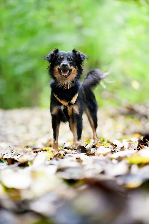 Znaleziono psa, Sosnowiec, 3 sierpnia 2025 (2/5)