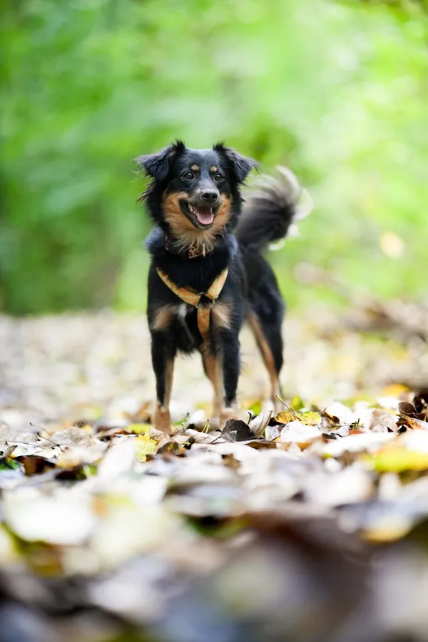 Znaleziono psa, Sosnowiec, 3 sierpnia 2025 (3/5)