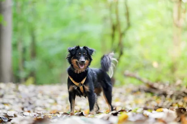 Znaleziono psa, Sosnowiec, 3 sierpnia 2025 (4/5)