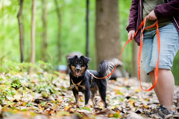 Znaleziono psa, Sosnowiec, 3 sierpnia 2025 (5/5)