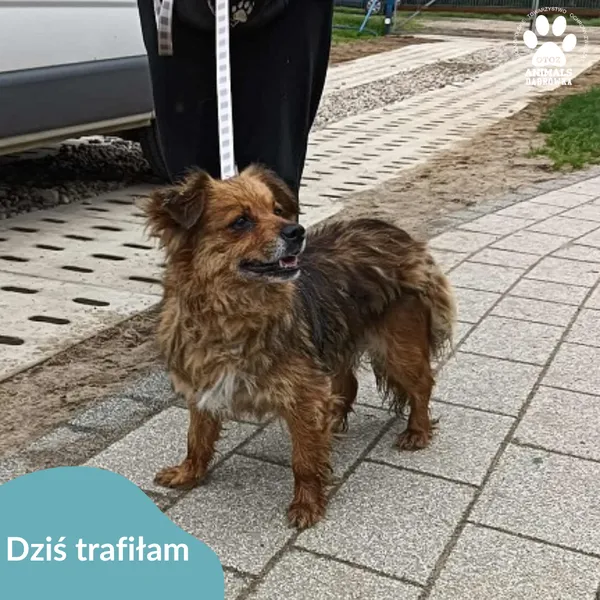 Znaleziono psa, Dąbrówka, 3 sierpnia 2025