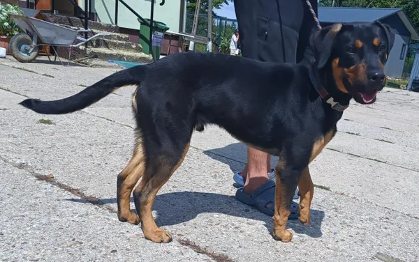 Znaleziono psa, Pieckowo, 4 sierpnia 2025 (2/2)