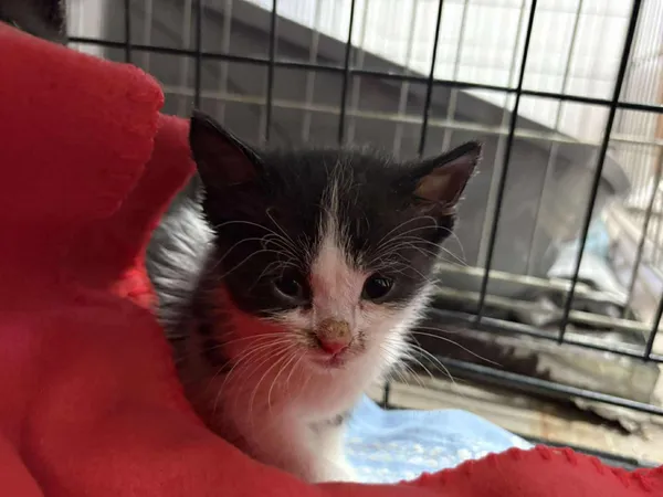 Znaleziono kota, Sosnowiec, 6 sierpnia 2025