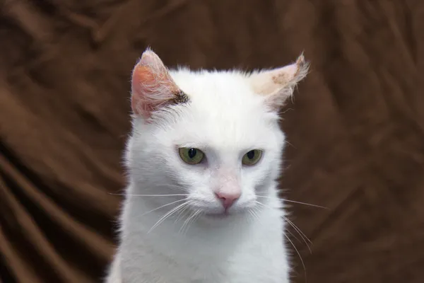 Znaleziono kota, Sosnowiec, 5 sierpnia 2025 (3/3)