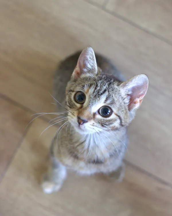 Znaleziono kota, Sosnowiec, 4 sierpnia 2025 (4/5)