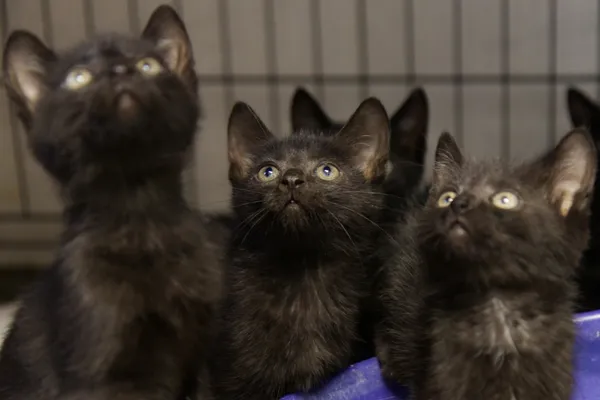 Znaleziono kota, Sosnowiec, 5 sierpnia 2025 (2/5)