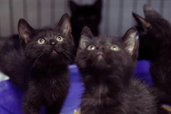 Znaleziono kota, Sosnowiec, 5 sierpnia 2025 (1/5)