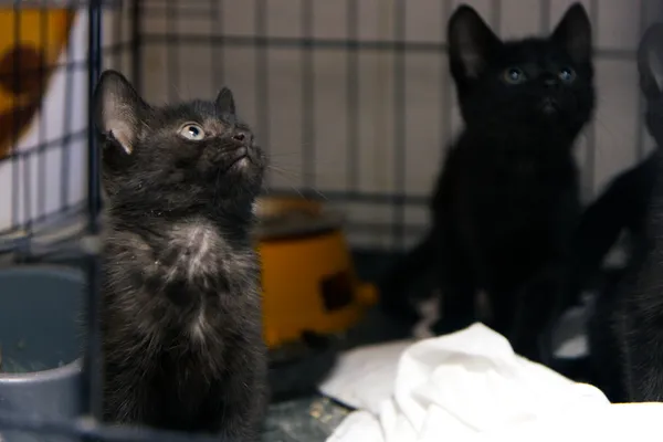 Znaleziono kota, Sosnowiec, 5 sierpnia 2025 (3/5)