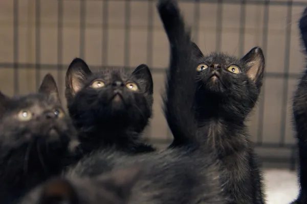 Znaleziono kota, Sosnowiec, 5 sierpnia 2025 (4/5)