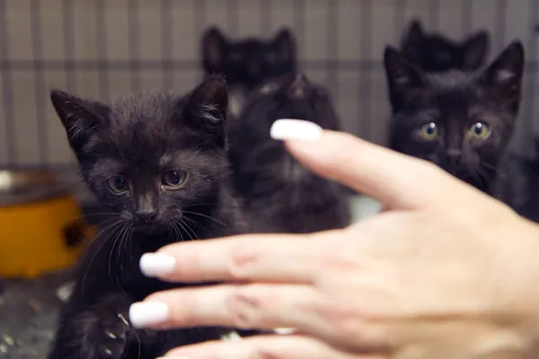 Znaleziono kota, Sosnowiec, 5 sierpnia 2025 (2/5)