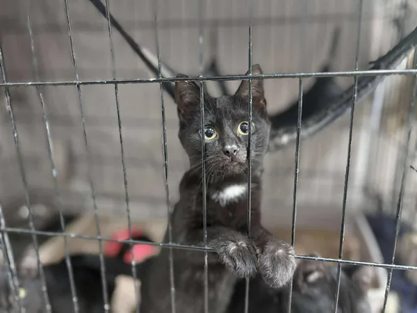 Znaleziono kota, Sosnowiec, 5 sierpnia 2025 (4/5)