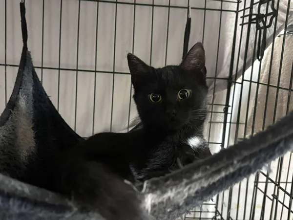 Znaleziono kota, Sosnowiec, 5 sierpnia 2025 (5/5)