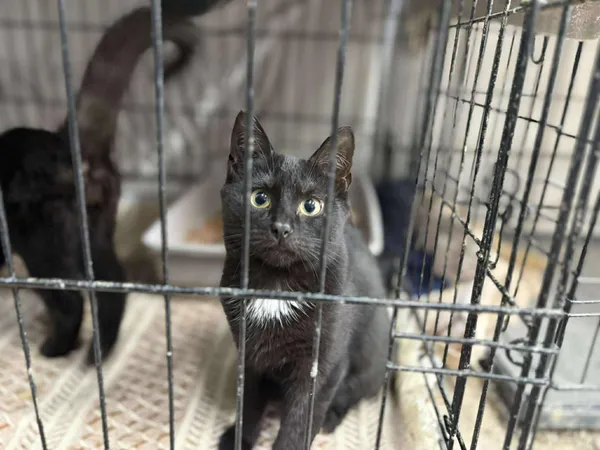 Znaleziono kota, Sosnowiec, 5 sierpnia 2025 (4/5)