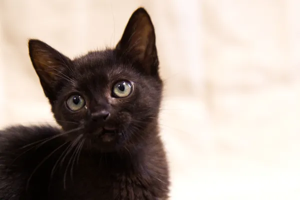 Znaleziono kota, Sosnowiec, 31 lipca 2025 (2/3)