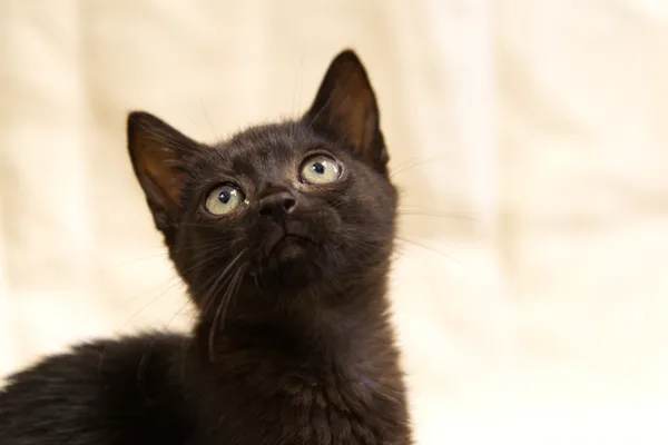 Znaleziono kota, Sosnowiec, 31 lipca 2025 (3/3)