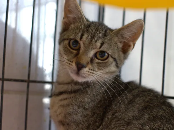 Znaleziono kota, Sosnowiec, 31 lipca 2025 (2/4)