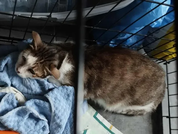 Znaleziono kota, Sosnowiec, 1 sierpnia 2025