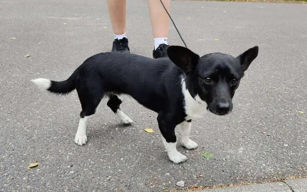 Pies do adopcji, Włocławek, 6 sierpnia 2025 (2/2)