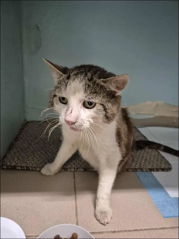 Znaleziono kota, Grudziądz, 7 sierpnia 2025