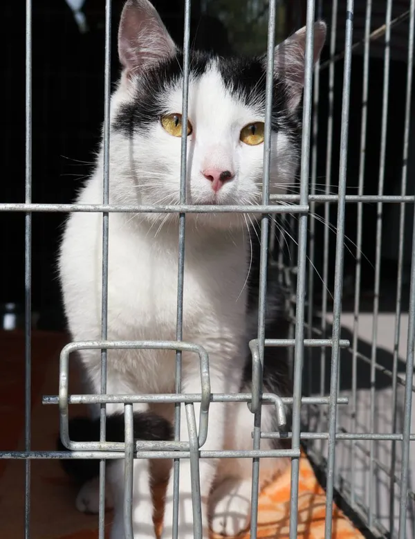 Znaleziono kota, Łódź, 7 sierpnia 2025