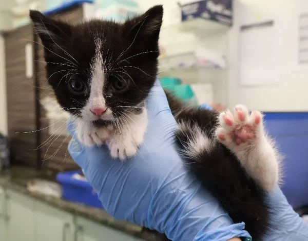 Znaleziono kota, Łódź, 6 sierpnia 2025 (1/2)