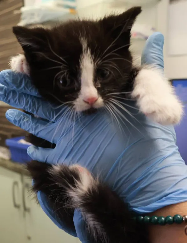 Znaleziono kota, Łódź, 6 sierpnia 2025 (2/2)