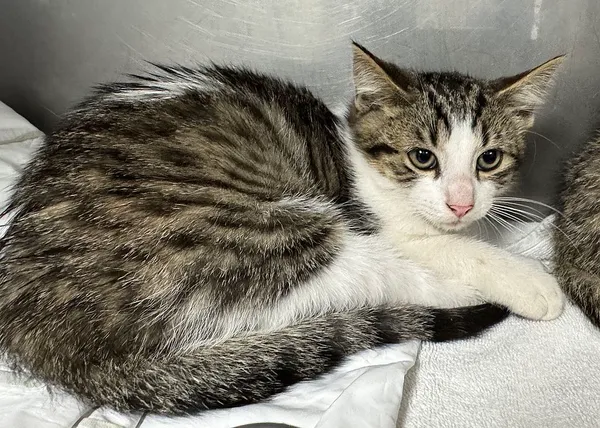 Znaleziono kota, Gdańsk, 6 sierpnia 2025