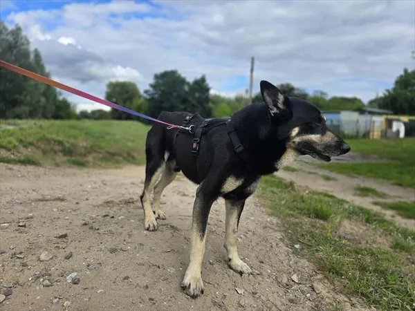 Pies do adopcji, Gorzów Wielkopolski, 3 sierpnia 2025